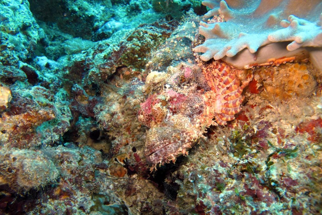 Dive Planet Mafia Island Utende Esterno foto