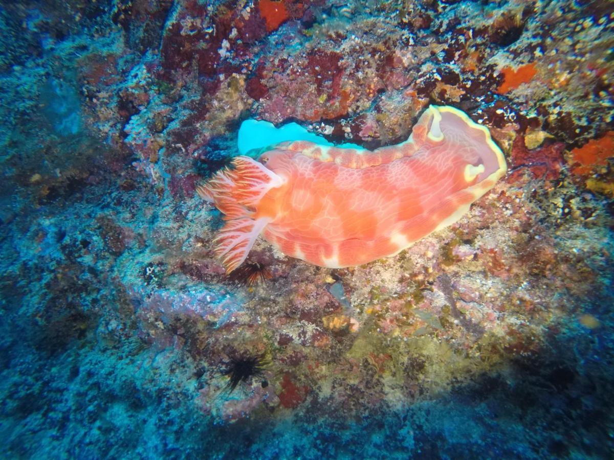 Dive Planet Mafia Island Utende Esterno foto