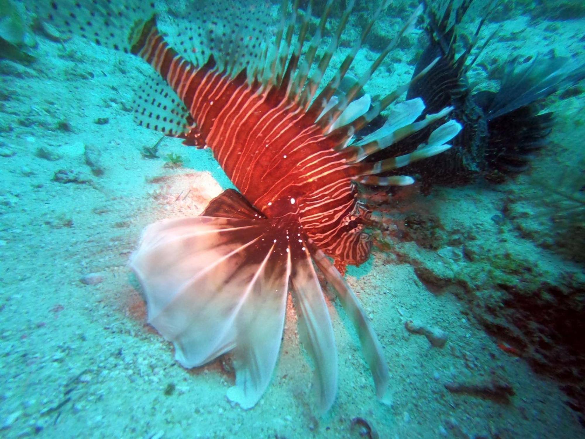 Dive Planet Mafia Island Utende Esterno foto